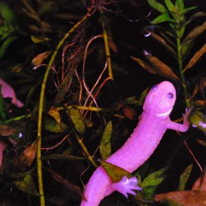 Pleurodeles waltl Juvenile leucistic