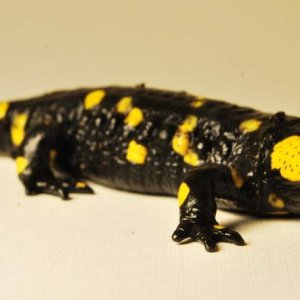 Salamandra salamandra salamandra Juvenile