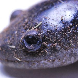 Ambystoma talpoideum Juvenile