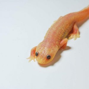 Pleurodeles waltl Juvenile leucistic