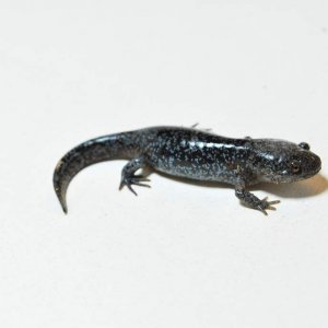 Ambystoma talpoideum Juvenile