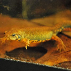 Hypeselotriton cyanurus Female