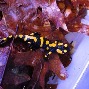 Salamandra salamandra salamandra juvenile, i love the lines on this one #1