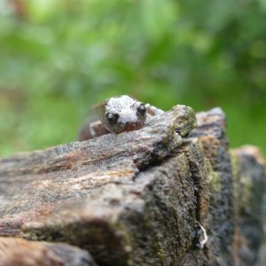 slender on big log