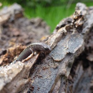 slender on big log