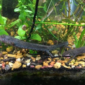 Danube Crested Newts