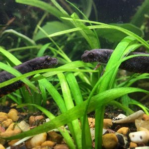 Danube Crested Newts