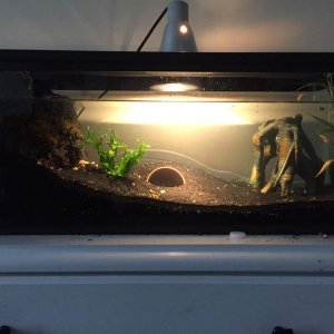 newt tank