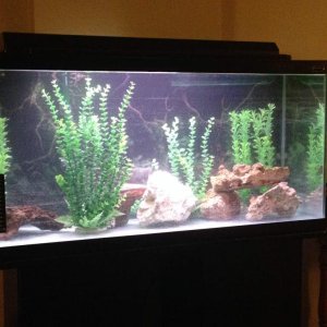 Tank set up March 2016