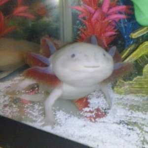 Lapis
Female Axolotl
Leucistic

Adorable lil' cutie!