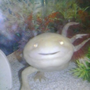 Storm
Male Axolotl
Albino

The funny little dude who stole my heart.