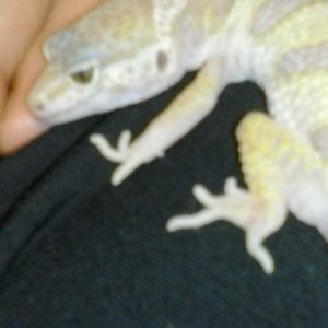 This is Ghost the Leopard gecko. <3