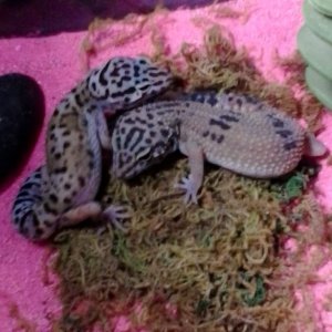 My Leopard gecko Tundra snuggling with Zorro (the one with less patterning). Zorro belongs to my friend, but I bought him.
They look so cute together!