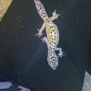 This is my female Leopard gecko Tundra!