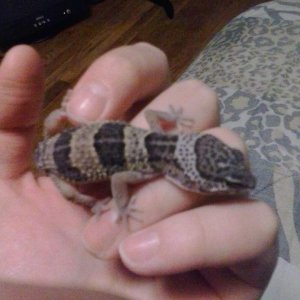 This is my lil' male Leopard gecko Argon. :)