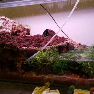 Paludarium progress