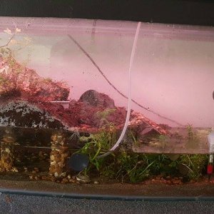 Paludarium