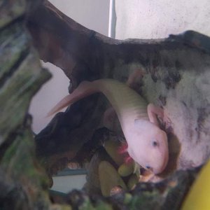 This is Luna. I bought her on Sunday, as the other axie in her tank was a bit of a terror. (Hence her missing gills =( )