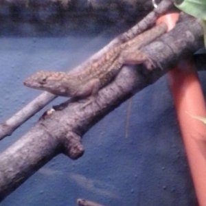 My male Bahaman Anole, Rexx. C: