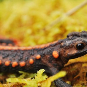 Female Tylototriton yangi.