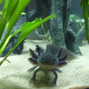 Cutest amphibians on the planet!