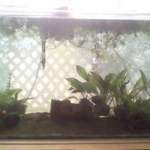 Tank 3/32/2016. Made it through the winter with some dieback of plants. I converted all the wild java moss into mats for easier cleaning. Down to just