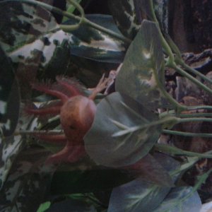 Resting on leaf