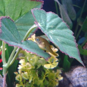 Dwarf puffer