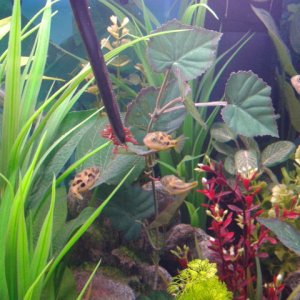 Dwarf puffers being fed