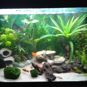 70 litre shop fish tank