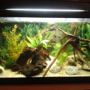 50 litre tank:- male variatus platy, glass bloodfin tetras, peppered cories