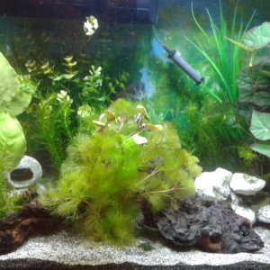 70 litre tank:- standard and green tiger barbs