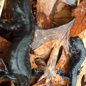 I think blue spotted salamanders , one was very dark