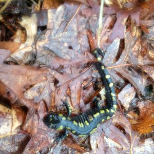 same spotted salamander as before