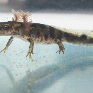 Fire Salamander /Salamandra Salamandra/ - larva 3 months old