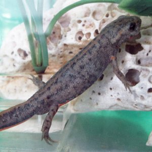 /Cynops orientalis/ - fire belly newt, young father