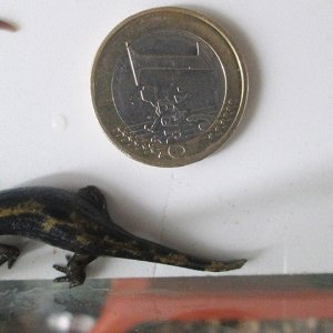 Fire Salamander /Salamandra Salamandra/ - one week after the metamorphosis