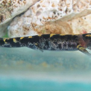 Fire Salamander /Salamandra Salamandra/ - mature larva 2 days before  metamorphosis