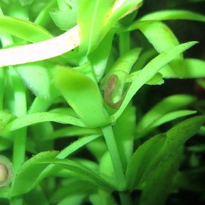 Cynops orientalis - egg 1 day old (bottom left) and egg 10 days - embryo (in center)