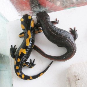 fire salamander and fire belly newt - friends from the cradle.