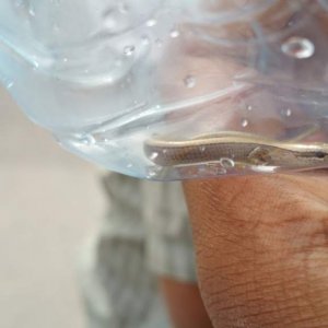 (Ablepharus rueppellii the Ruppell's snake-eyed skink) Juvenile found whilst herping Petra