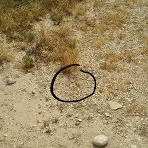 Bosk's Fringed Toed Lizard found whilst herping near the Jordan river. Circled where it is in the photo, as it's hard to spot