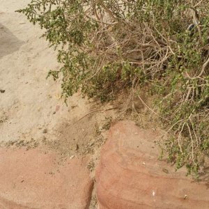 Another Bosk's Fringed Toed Lizard found in Petra. It is underneath the bush, just forgot to circle it like I did the other one