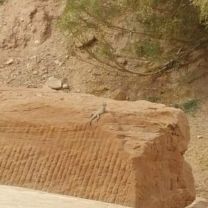 Starred agama found in Petra. Found many of these guys, but could only get this close and zoom in, as they were very wary twards people