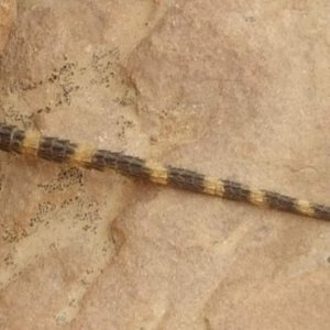 Starred agama, detail of the tail. It did not drop it, just underneath the rock it chose to run to when I tried to photograph it