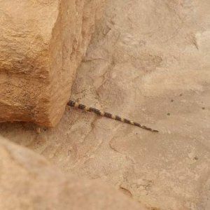 Slightly less zoomed in photo of the tail of the Starred agama