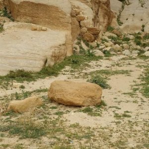 The un-zoomed in photo of the Starred agama. You can obviously see why I zoomed in the photo