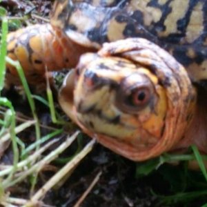 Male Eastern box turtle. Just seen earlier today