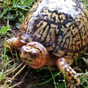 Male Eastern box turtle. Same individual seen in the last photo, just less zoomed in