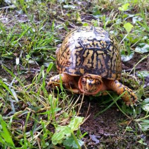 Male Eastern box turtle. Same one as last photos